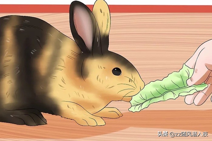 怎么照顾怀孕的兔子,如何照顾怀孕的兔子