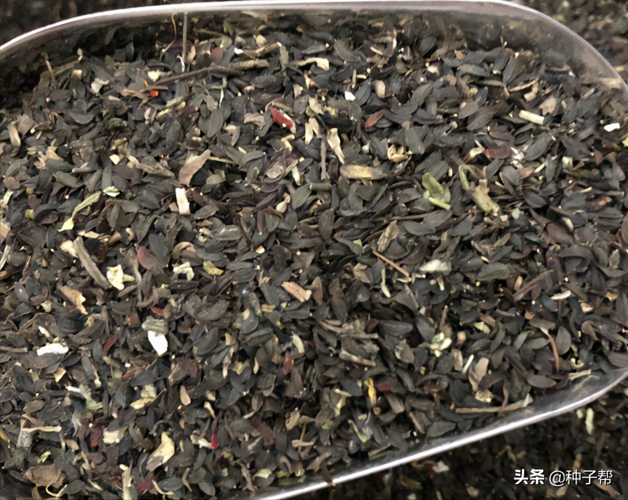 苦荬菜牧草十大品种,耐高温的饲料草有哪些