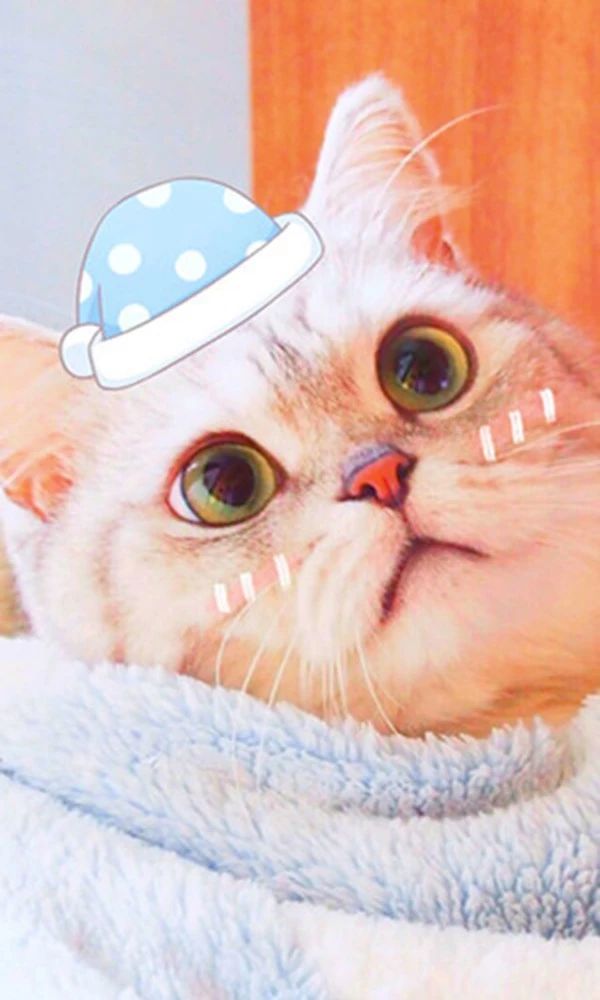 养猫你必须知道的知识,养猫老司机才知道的猫咪冷知识