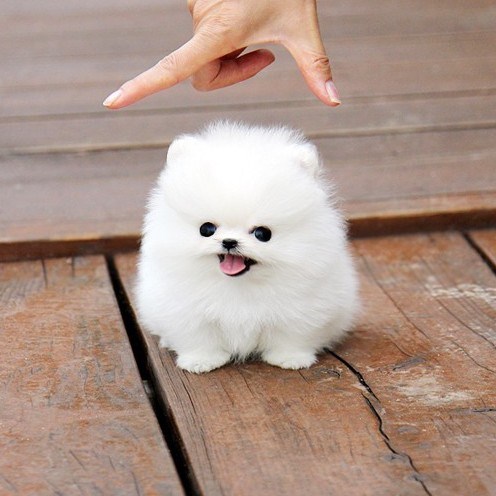 博美知识科普,了解小博美狗