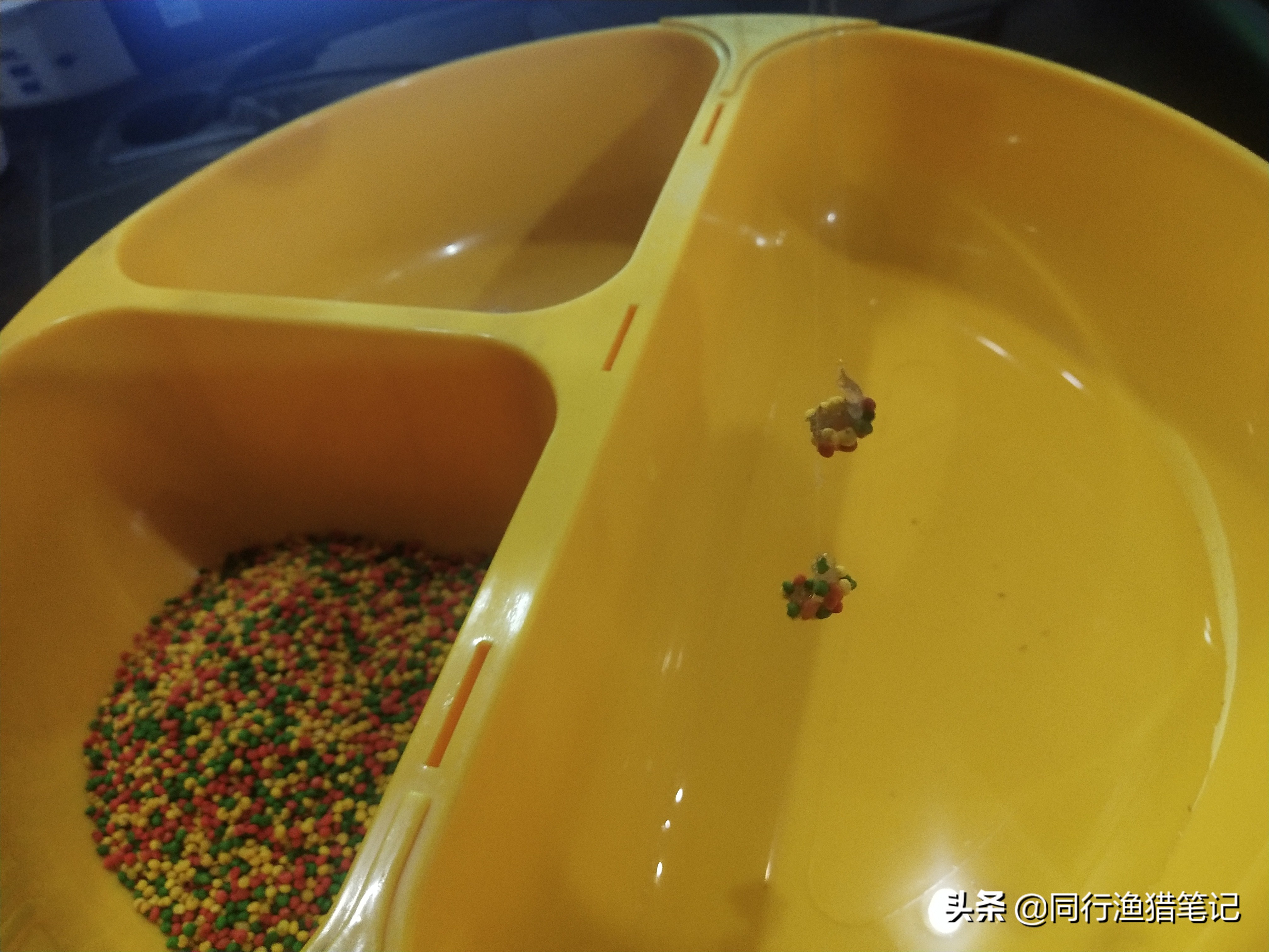 蘸料小米钓鱼,自制大米钓鲫鱼防止小杂鱼