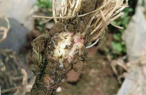 蒜蛆防治方法,蒜蛆防治药剂