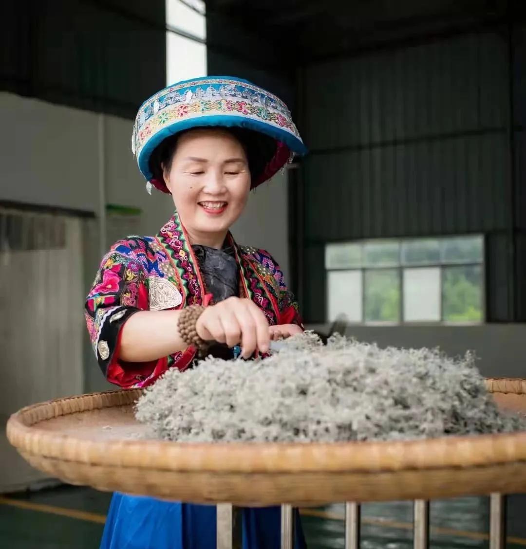 「农民日报推出《特困片区脱贫记》系列报告文学⑧」摆手越千年