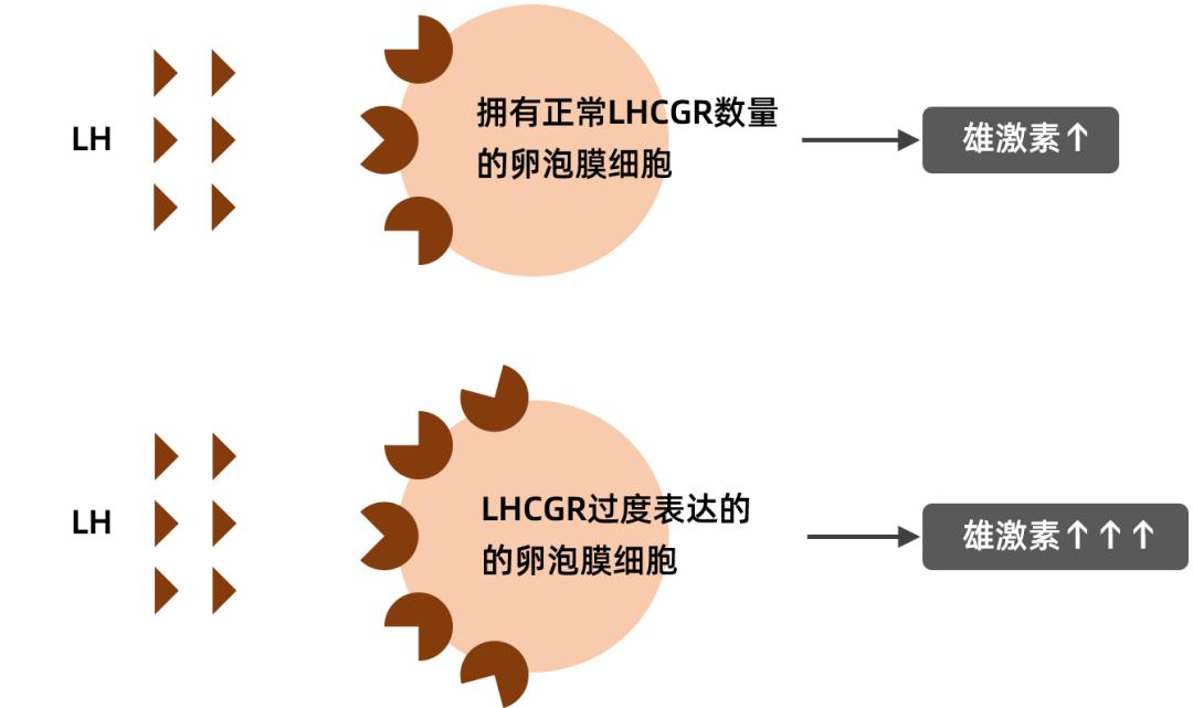 多囊卵巢综合征有遗传基因吗,遗传性卵巢多囊综合症
