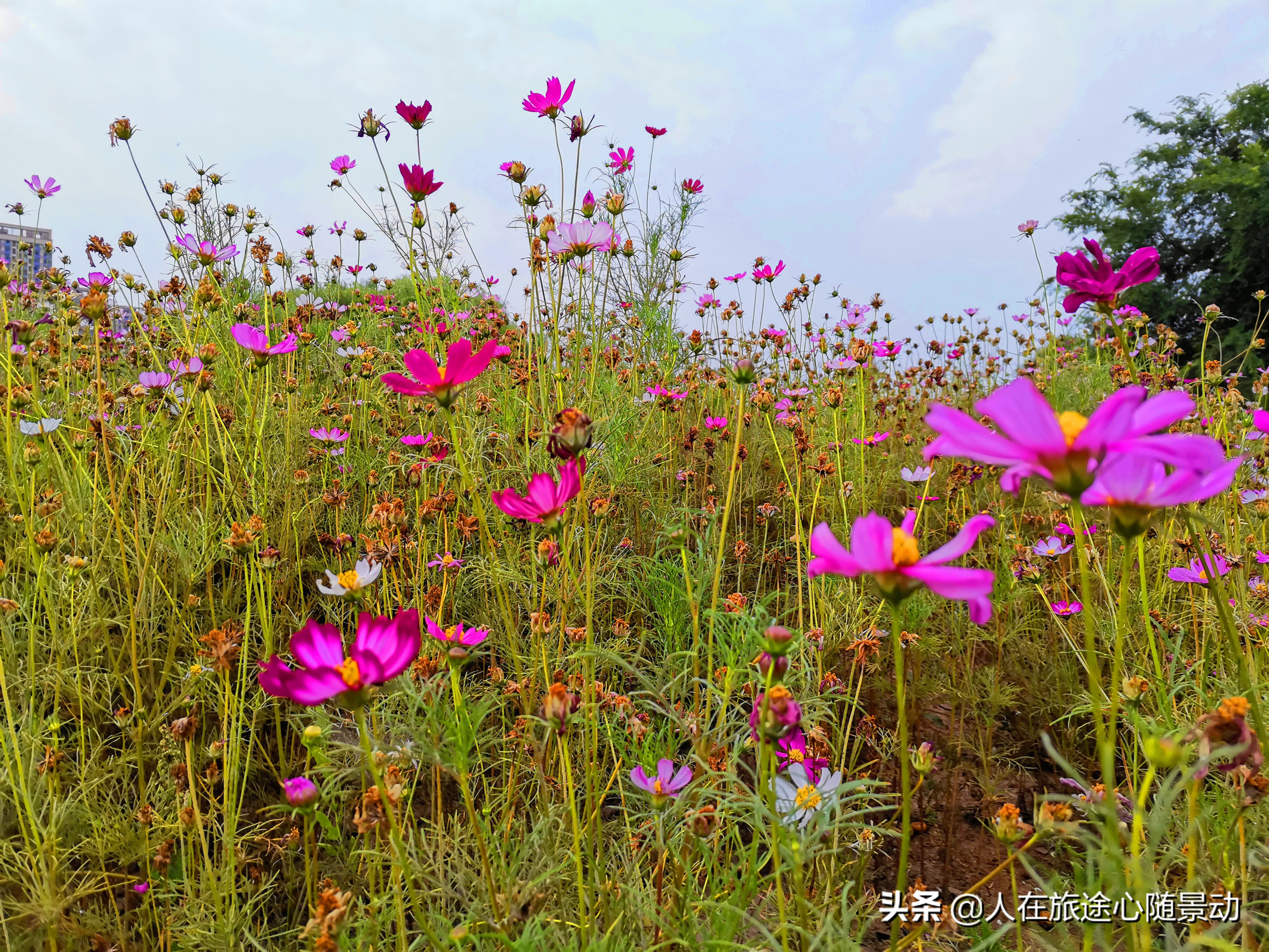 南京面积最大的公园，美不胜收却被游客忽略