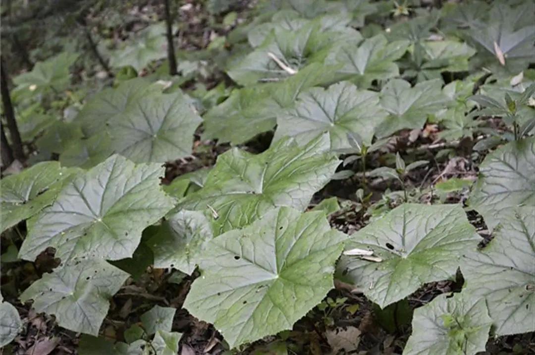 别错过这款“水晶花”，花瓣遇水变透明，单季绽放“可遇不可求”