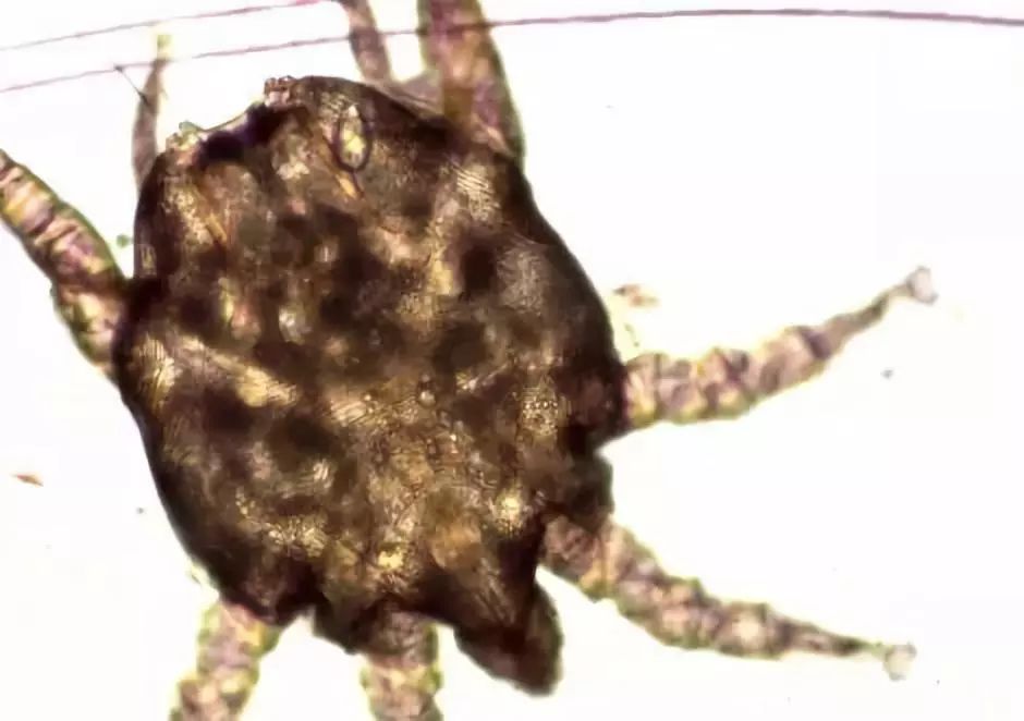 狗狗耳朵痒老是抓和摇头用什么药,狗狗抓耳朵用什么药治疗