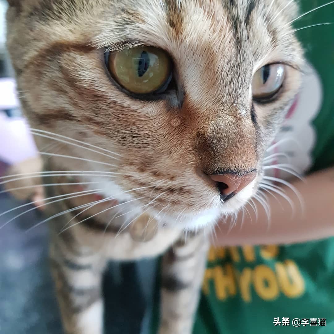 猫咪流泪是什么原因出问题了,导致猫咪流泪的原因