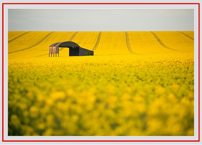 拍摄花卉的景深有哪些方法,如何运用和控制花卉摄影的景深