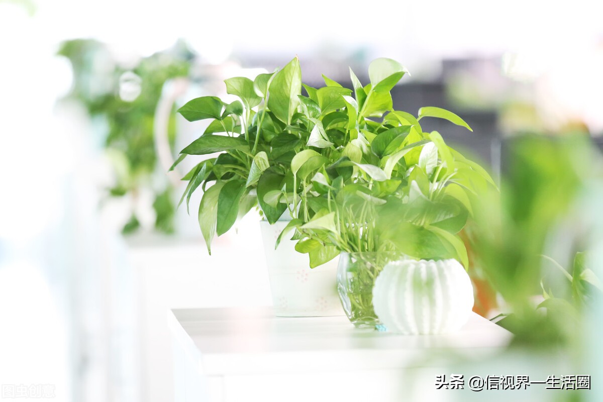 怎样配制花卉育苗用的营养土,果树花卉营养土的配制方法