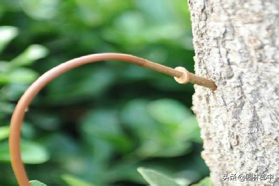 秋季移栽树木怎么防冻,秋天移栽树快速生根方法