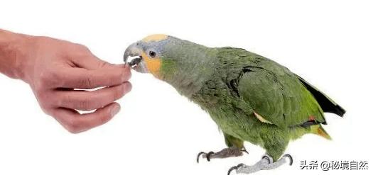 橙翅亚马逊鹦鹉介绍,蓝顶黄翼亚马逊鹦鹉