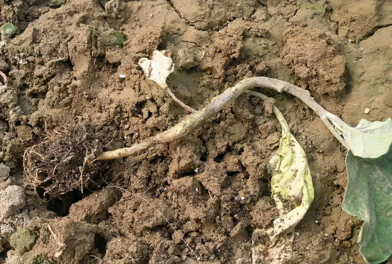 茄子出现褐色腐烂是什么病,茄子幼苗蔫了怎么办