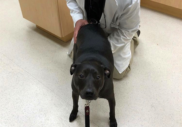 爱犬得了不治之症怎么办,小狗患有糖尿病是否可治愈