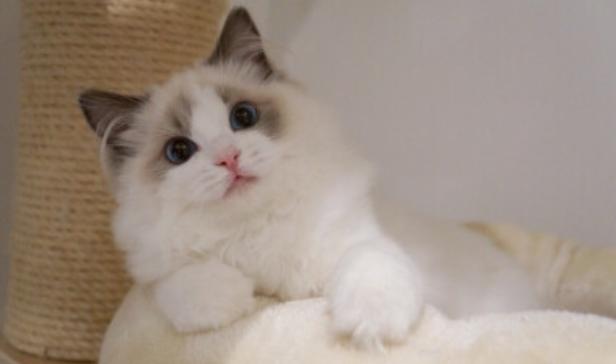 布偶猫奶猫多少钱一只,猫中贵族布偶猫