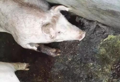 猪呕吐是怎么回事啊,猪呕吐是什么原因呢