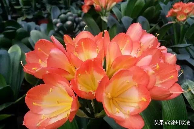 辽宁中国特色农产品优势区名单,辽宁特色农产品品牌有哪些