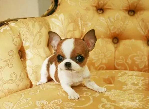 45种狗狗很难得一见你认识几种,45种最难得一见的狗