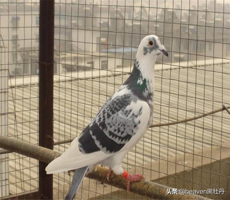 优秀赛鸽特征视频,优秀赛鸽翅膀特征图片