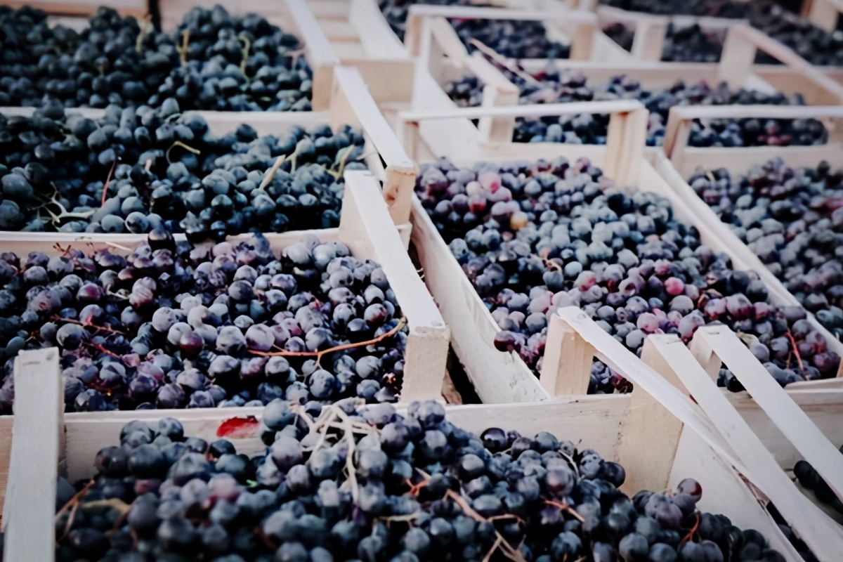 澳大利亚进口葡萄酒清关设置障碍,澳葡萄酒输华关税或启动快速审查