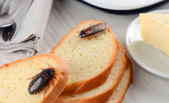 家用灭蟑螂的小妙招最有效的方法,教你居家灭蟑螂好方法