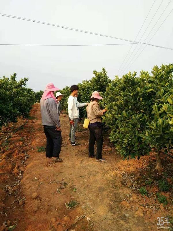 褚橙新农人,褚橙为什么是新农人