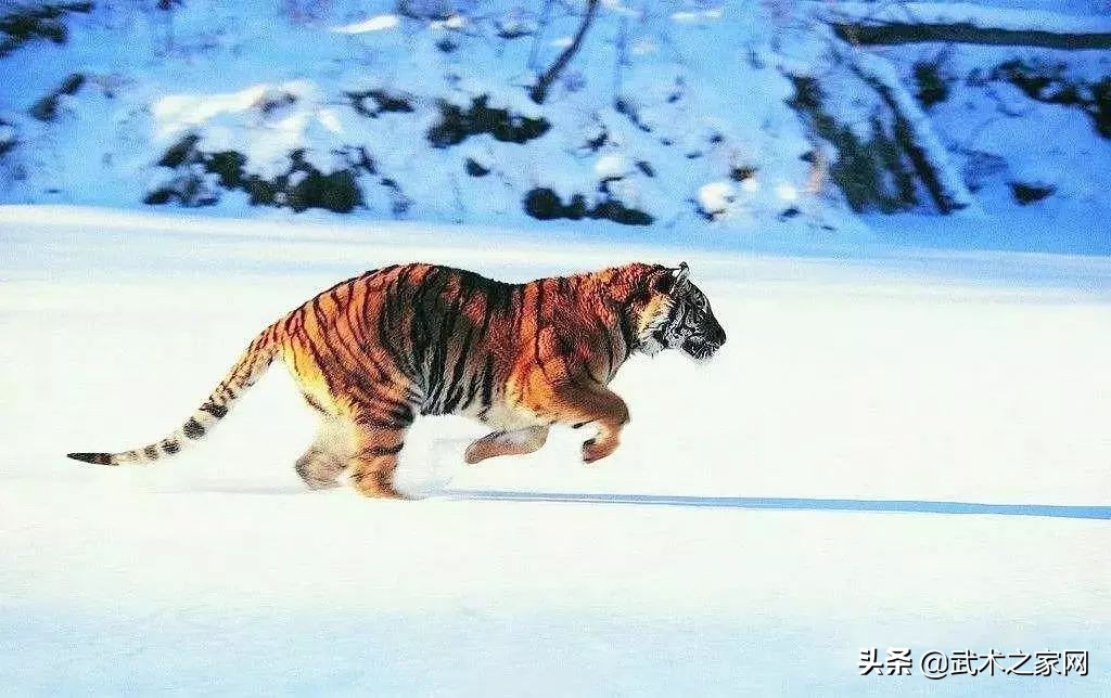 传拳,传拳不传步