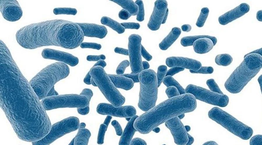 猫用什么益生菌最好,什么益生菌对猫好又见效快