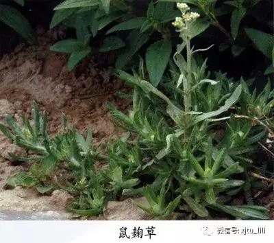 鼠曲草故事,鼠曲草的缺点和危害