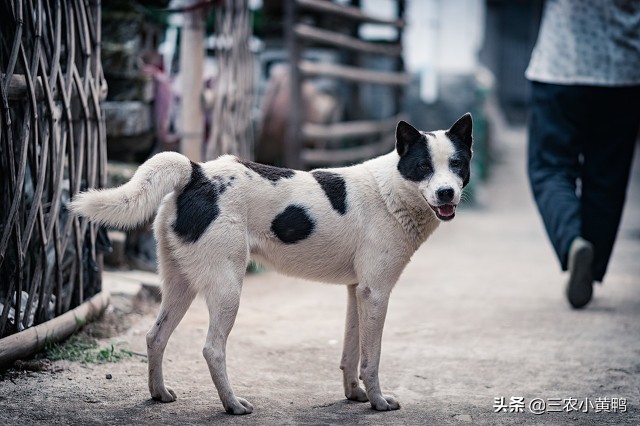 农村土狗看家护院精品,你知道农村土狗的繁衍能力吗