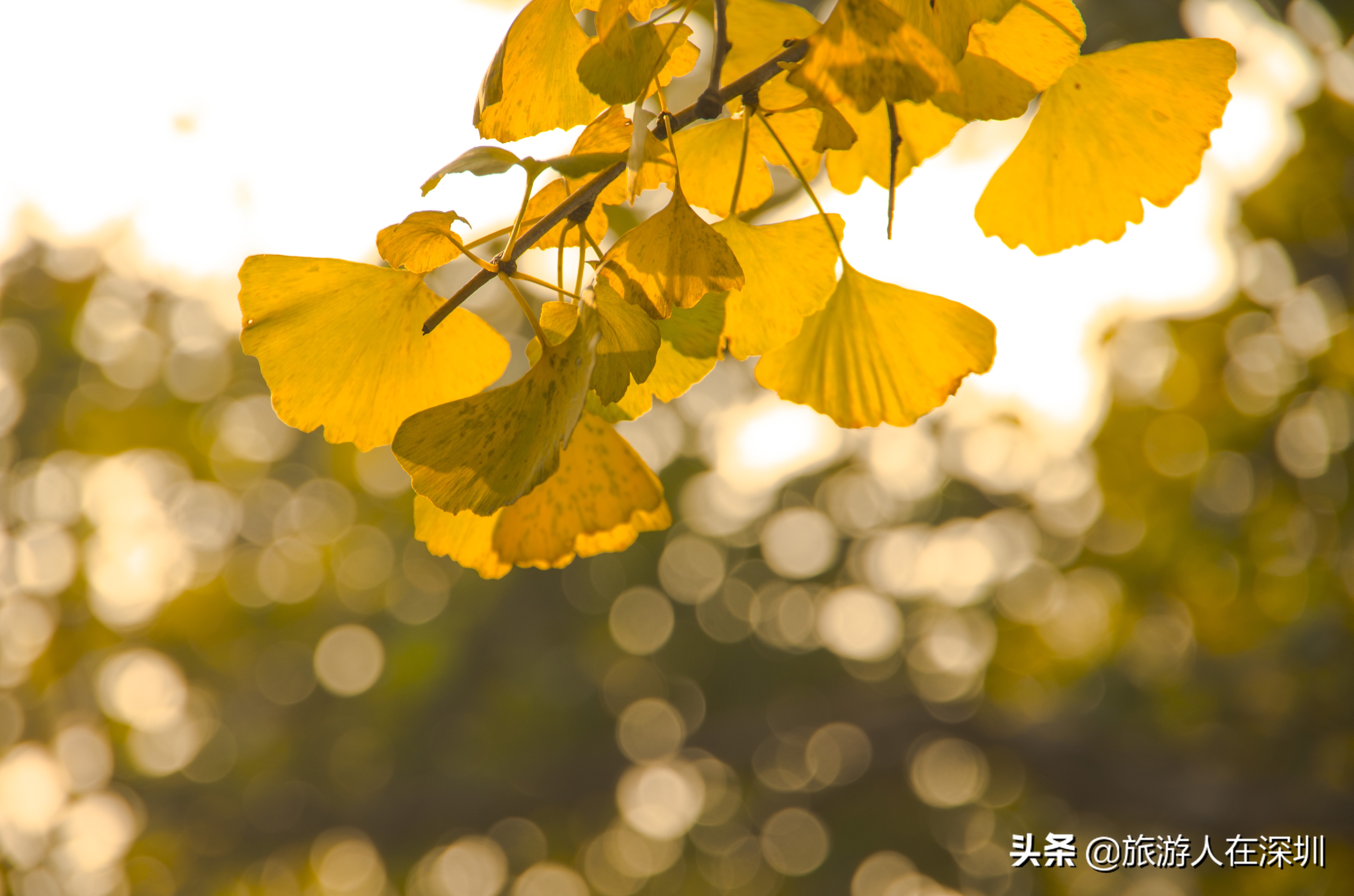 南雄看银杏一日游,去南雄看银杏叶哪里好看点