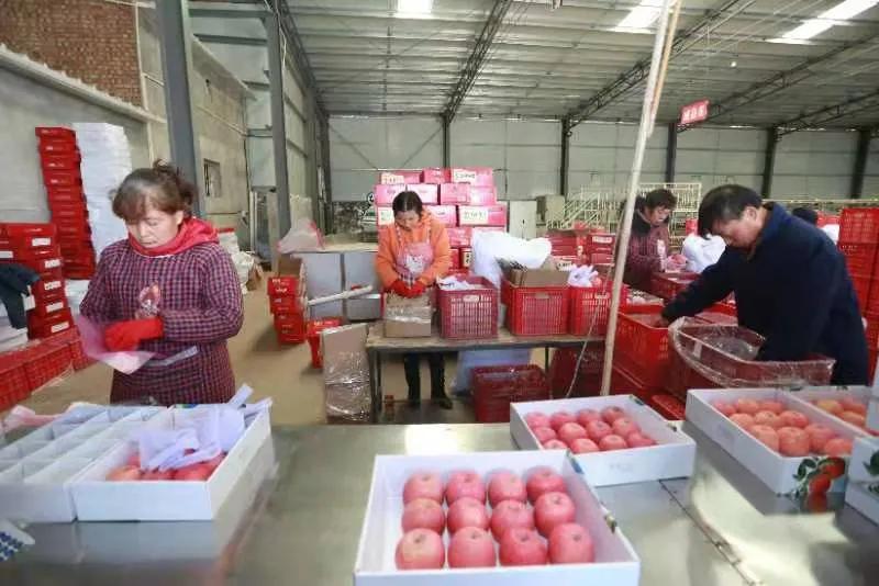 陕西白水苹果哪里最好,陕西白水苹果专卖店