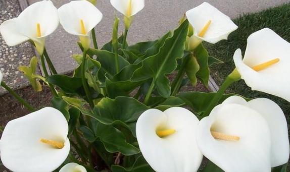 盆栽马蹄莲怎么养才能开花,马蹄莲怎么养可以快速开花