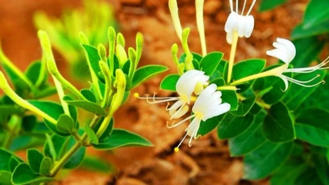 金银花盆景根怎么变粗,金银花盆景的造型与管理