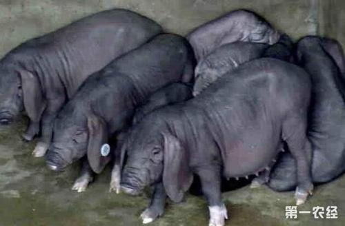 华中猪种有哪些特点,全国最优良猪种