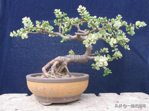 养金枝玉叶，了解掌握5个要点，叶片饱满油亮，长成大气老桩