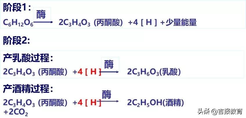 高中生物细胞呼吸作用,高中生物细胞呼吸