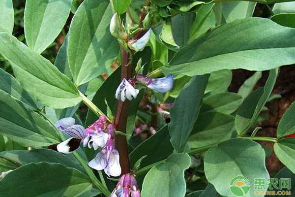 蚕豆功效与作用蚕豆是养胃的吗,2022年干蚕豆多少钱一斤