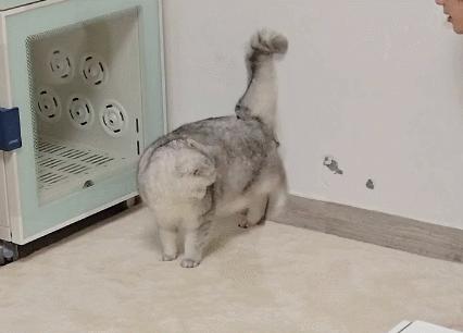 偷偷养宠物房东发现了怎么办,偷偷养阿拉斯加被房东发现了