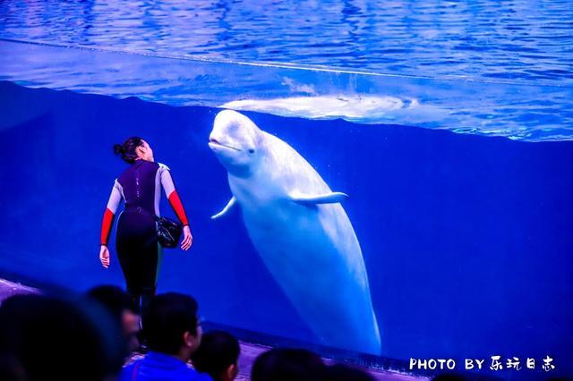 来珠海亲子必打卡景点，人工飘雪海洋动物表演，最适合周末亲子游