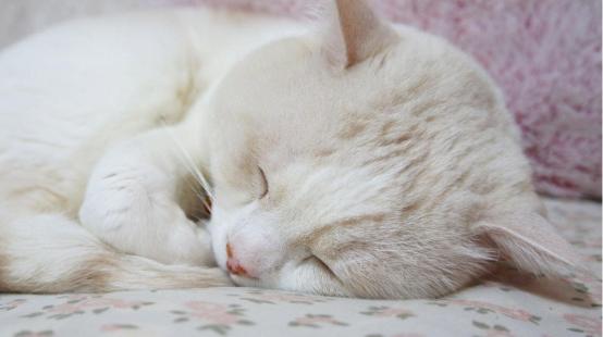 猫咪半夜挠卧室门怎么纠正,不想猫咪上床怎么办