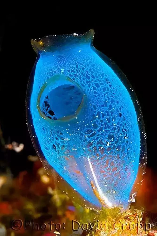 世界上最惊艳的海底照,100张绝美的海底照片