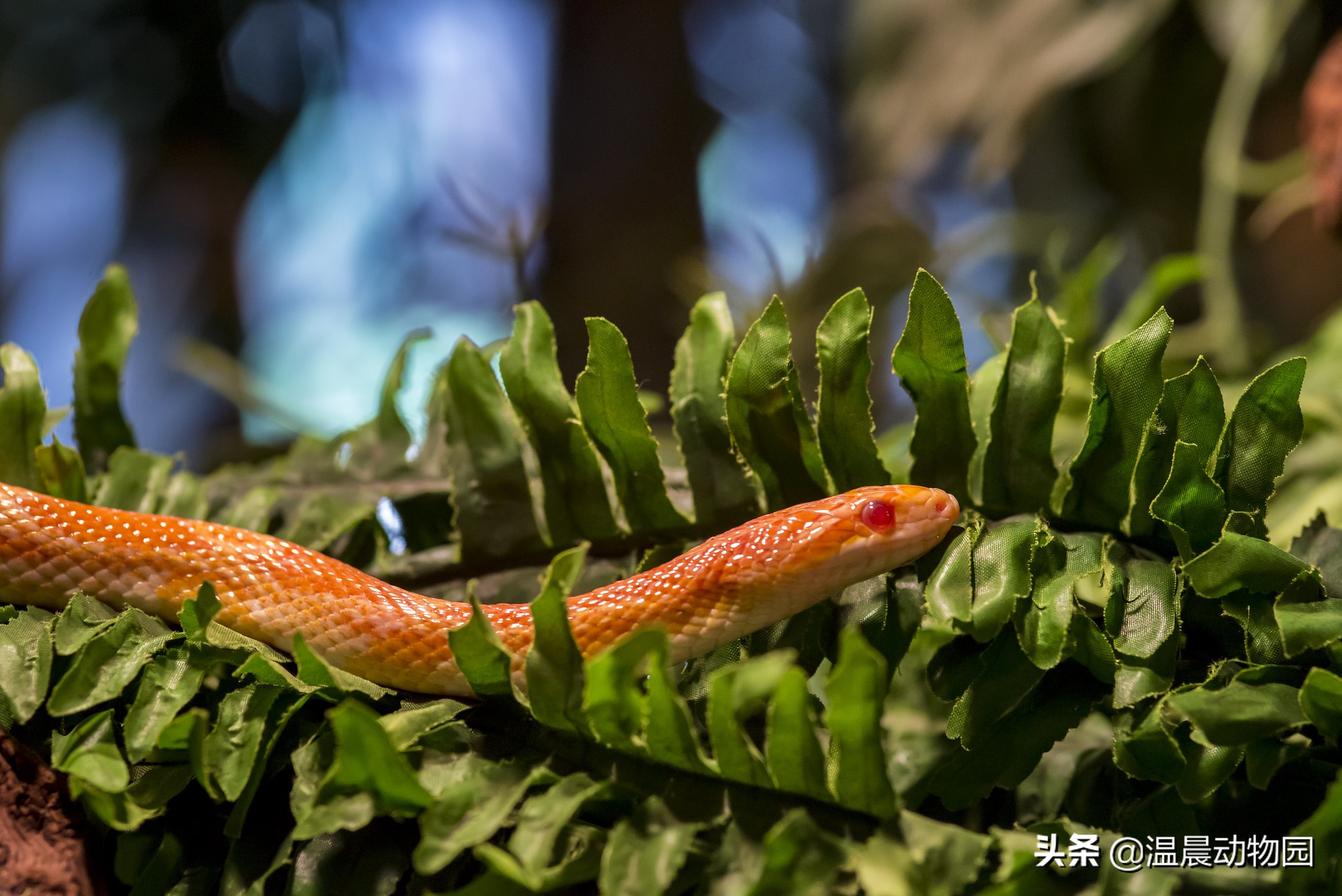 养蛇技巧和注意事项,养蛇的方法与注意事项