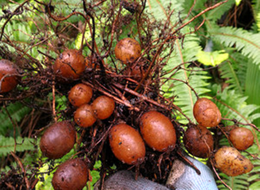 农村最常见的野草全身都是宝,农村常见的野草竟是传说