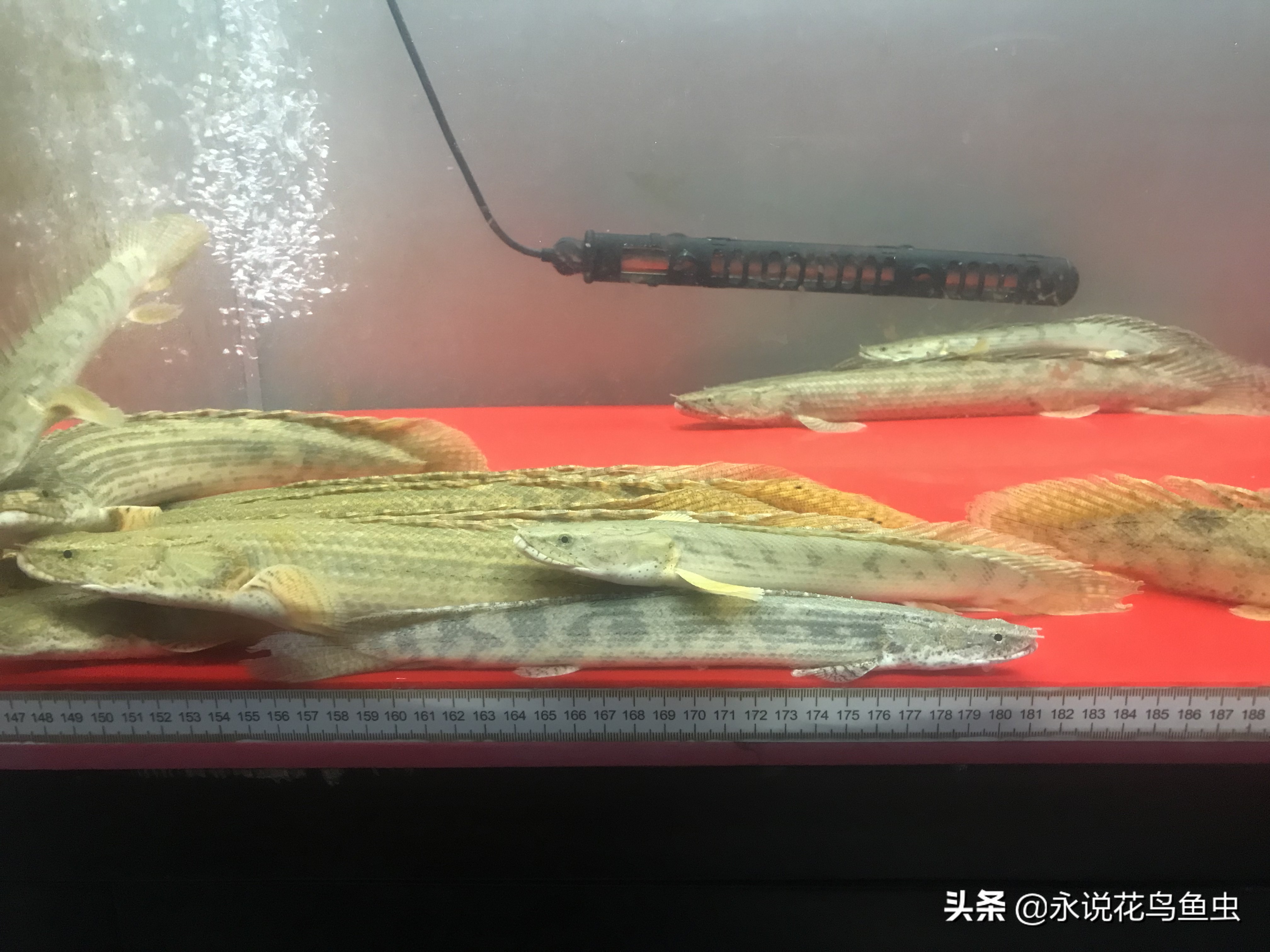 冷门大型恐龙鱼养殖方法,热带鱼淡水鱼养殖方法