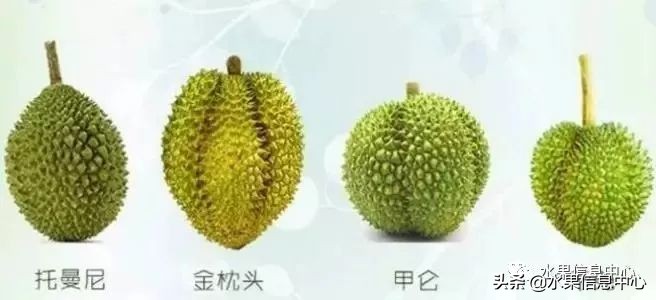 泰国最好的榴莲是什么榴莲,泰国榴莲与越南榴莲