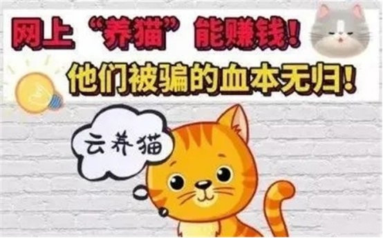 女子养了20只猫被骗,网络养猫诈骗案