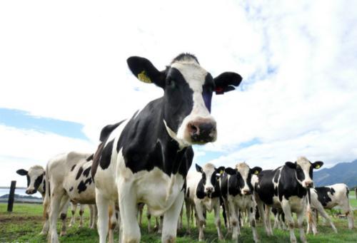 澳洲奶粉为什么都是乳固体,澳洲奶粉凹罐