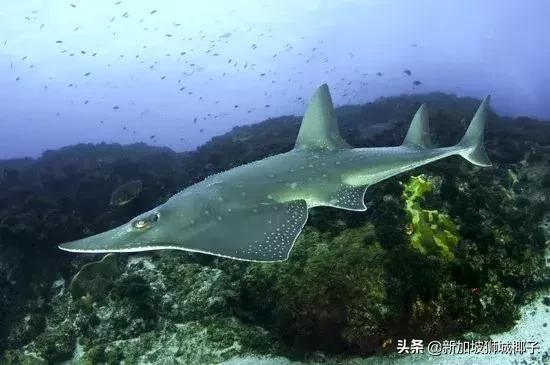 新加坡超市有卖中国的货吗,新加坡奇怪特产