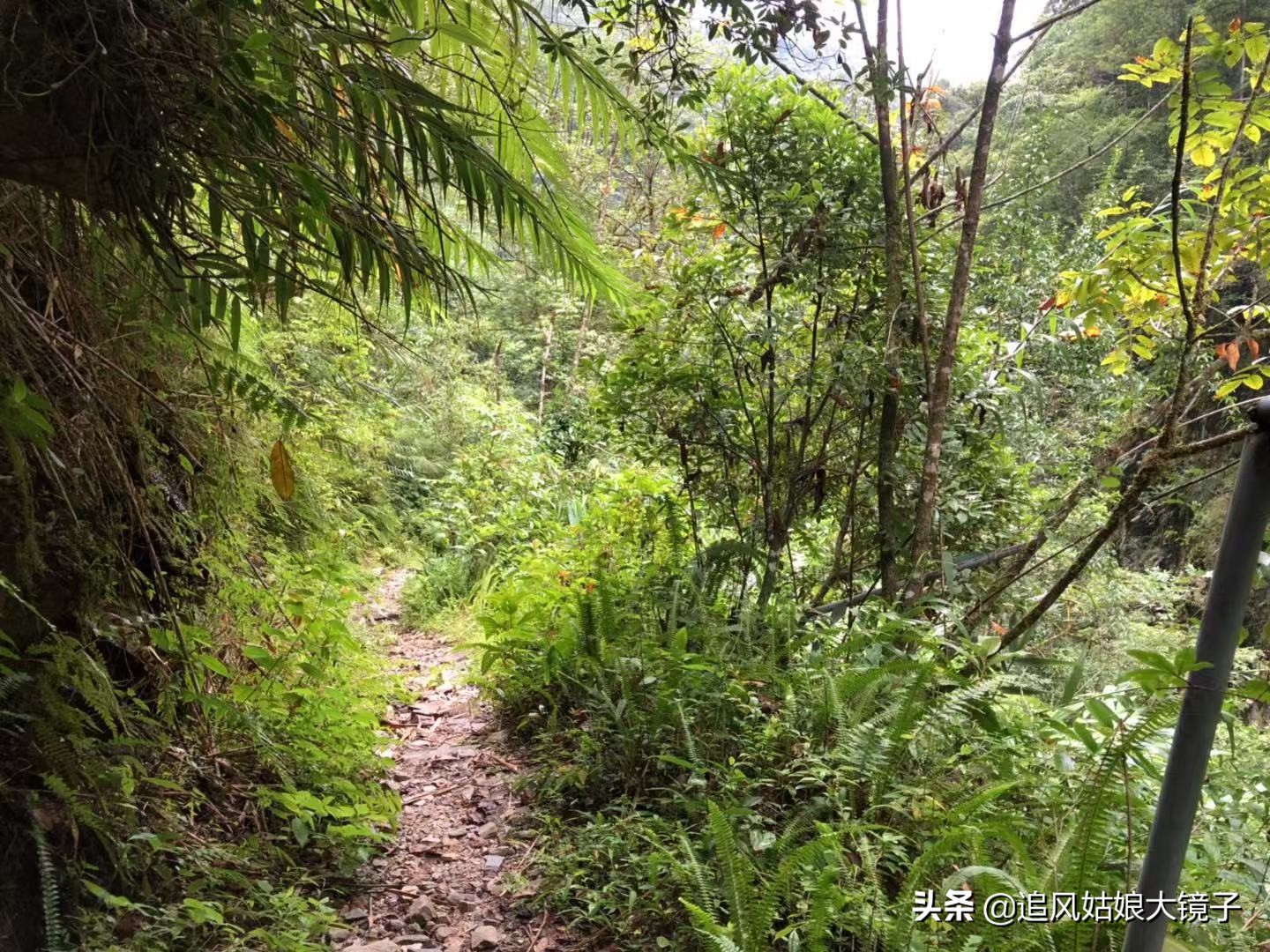 穿越到原始森林里面,穿越原始森林来种田